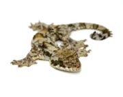 Flying Gecko (Ptychozoon kuhli) - Image 4