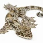 Flying Gecko (Ptychozoon kuhli)