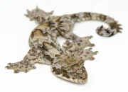 Flying Gecko (Ptychozoon kuhli)