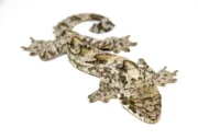 Flying Gecko (Ptychozoon kuhli) - Image 2