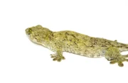 Giant Halmahera Gecko (Gehyra marginata) - Image 2
