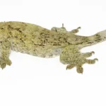 Giant Halmahera Gecko (Gehyra marginata)