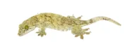 Giant Halmahera Gecko (Gehyra marginata) - Image 3