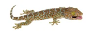 Tokay Gecko (Gekko gecko) - Image 2