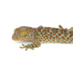 Tokay Gecko (Gekko gecko)