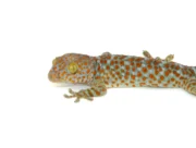 Tokay Gecko (Gekko gecko)