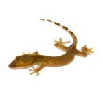 White Lined Gecko (Gekko vittatus)
