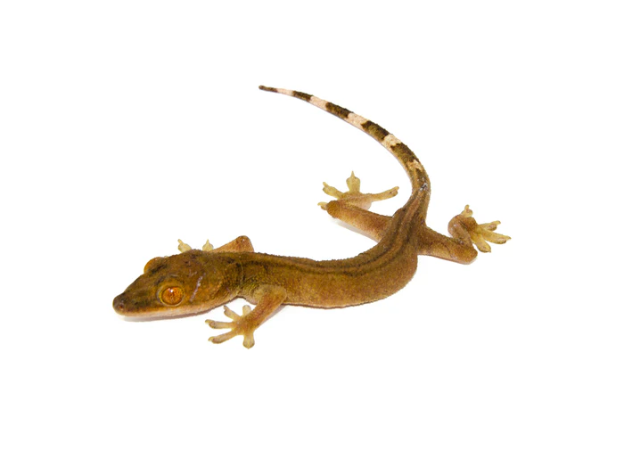 DSC_6323_700x White Lined Gecko (Gekko vittatus) - Image 1