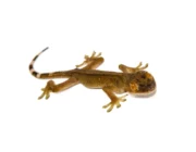 White Lined Gecko (Gekko vittatus) - Image 2