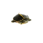 Southern Painted Turtle Baby (Chrysemys picta dorsalis)