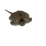 Common Snapping Turtle (Chelydra serpentina)