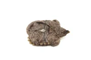 Alligator Snapping Turtle (Macrochelys temminckii) - Image 3
