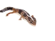 Fat Tailed Gecko (Hemitheconyx caudicinctus) - Image 2