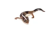 Fat Tailed Gecko (Hemitheconyx caudicinctus) - Image 4