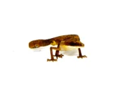 Malaysian Cat Gecko (Aeluroscalabotes felinus) - Image 2