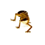 Malaysian Cat Gecko (Aeluroscalabotes felinus)