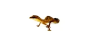 Malaysian Cat Gecko (Aeluroscalabotes felinus) - Image 4