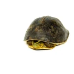 Asian Box Turtle (Cuora amboinesis kamaroma)