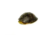 Asian Box Turtle (Cuora amboinesis kamaroma) - Image 3