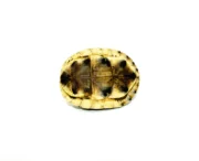 Asian Box Turtle (Cuora amboinesis kamaroma) - Image 4