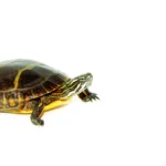 Eastern Painted Turtle Adults (Chrysemys picta)