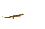 Dwarf Barking Gecko (Sphaerodactylus sputator) - Image 2