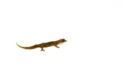 Dwarf Barking Gecko (Sphaerodactylus sputator) - Image 3