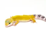 Jungle Designer Baby Leopard Geckos (Eublepharis macularius)