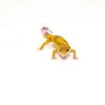 Hypo High Yellow Baby Leopard Geckos (Eublepharis macularius)