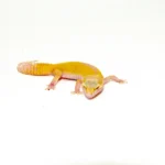 Baby Albino Leucistic Leopard Geckos (Eublepharis macularius)