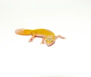 Baby Albino Leucistic Leopard Geckos (Eublepharis macularius)