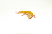 Baby Albino Leucistic Leopard Geckos (Eublepharis macularius) - Image 2