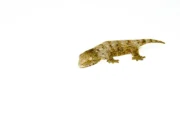 New Caledonian Giant Gecko (High Color Sub Adults)(Rhacodactylus leachianus) - Image 2