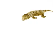 New Caledonian Giant Gecko (High Color Sub Adults)(Rhacodactylus leachianus) - Image 3