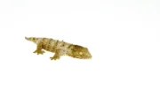 New Caledonian Giant Gecko (High Color Sub Adults)(Rhacodactylus leachianus) - Image 5