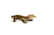 Buckskin Crested Gecko Adult (Frog Butt) (Correlophus ciliatus) - Image 2