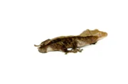 Buckskin Crested Gecko Adult (Frog Butt) (Correlophus ciliatus) - Image 3