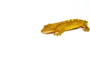 Flame Crested Gecko Adult (Frog Butt) (Correlophus ciliatus) - Image 2