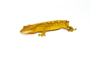 Flame Crested Gecko Adult (Frog Butt) (Correlophus ciliatus) - Image 3