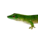 Giant Day Gecko (Phelsuma kochi)
