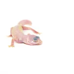 Blazing Blizzard Baby Leopard Geckos (Eublepharis macularius)