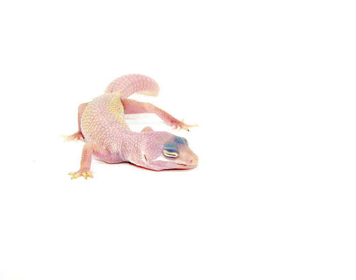 DSC_7590_700x Blazing Blizzard Baby Leopard Geckos (Eublepharis macularius) - Image 1