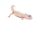 Blazing Blizzard Baby Leopard Geckos (Eublepharis macularius) - Image 2