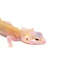 Raptor Solid Red Eyes Baby Leopard Geckos (Eublepharis macularius)
