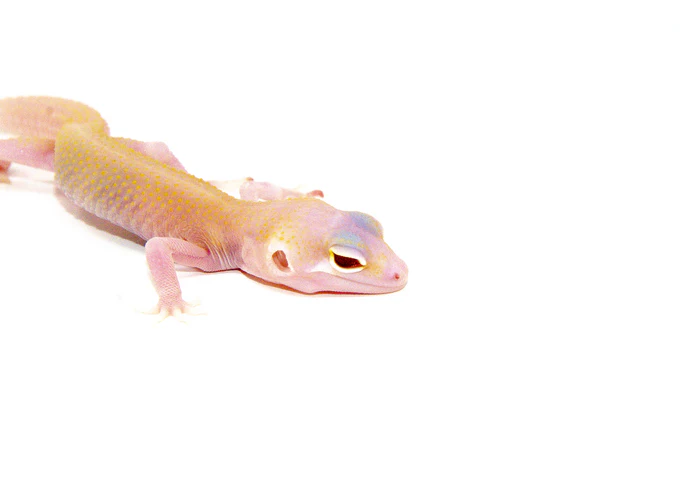 DSC_7596_700x Raptor Solid Red Eyes Baby Leopard Geckos (Eublepharis macularius) - Image 1