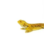 Bearded Dragon Adults (Pogona vitticeps)