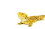 Bearded Dragon Adults (Pogona vitticeps) - Image 2