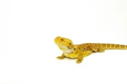 Bearded Dragon Adults (Pogona vitticeps) - Image 3