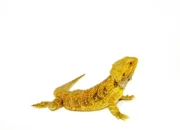 Bearded Dragon Adults (Pogona vitticeps) - Image 4