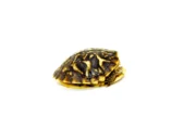 Ornate Box Turtle Babies (Terrapene ornata ornata) - Image 3